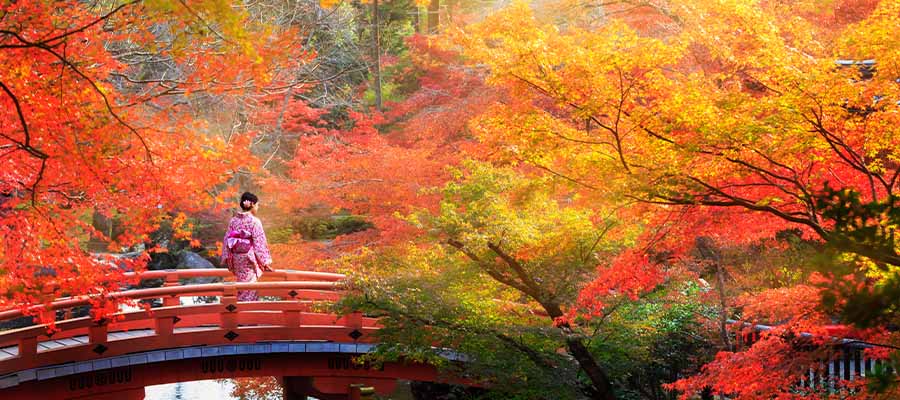 Wooden bridge amongst trees in a park in autumn, Kyoto Japan.